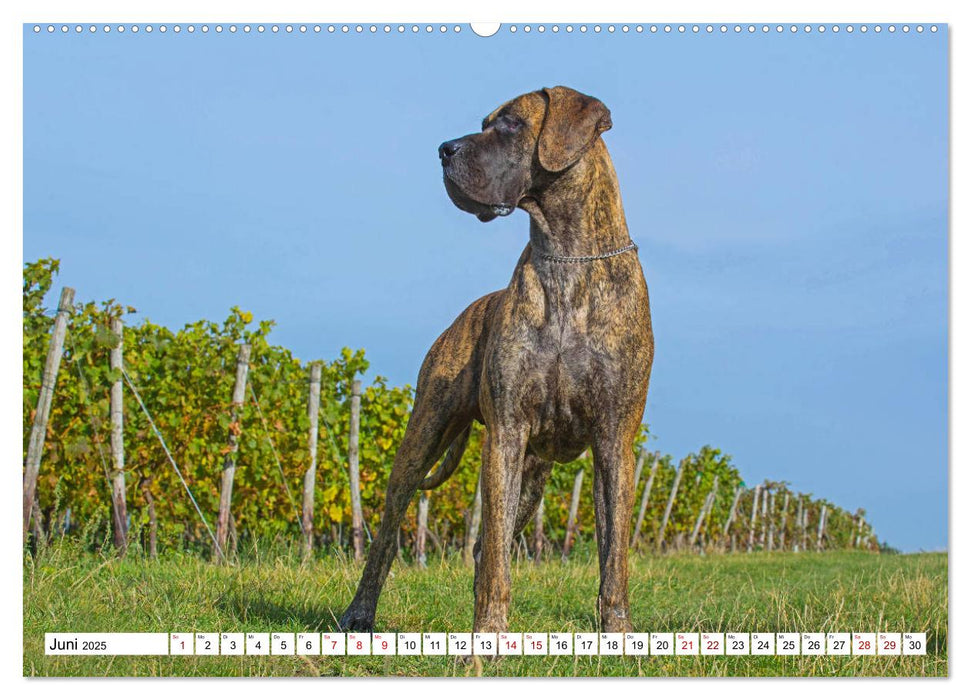 Molosser - Giganten in der Welt der Hunde (CALVENDO Wandkalender 2025)