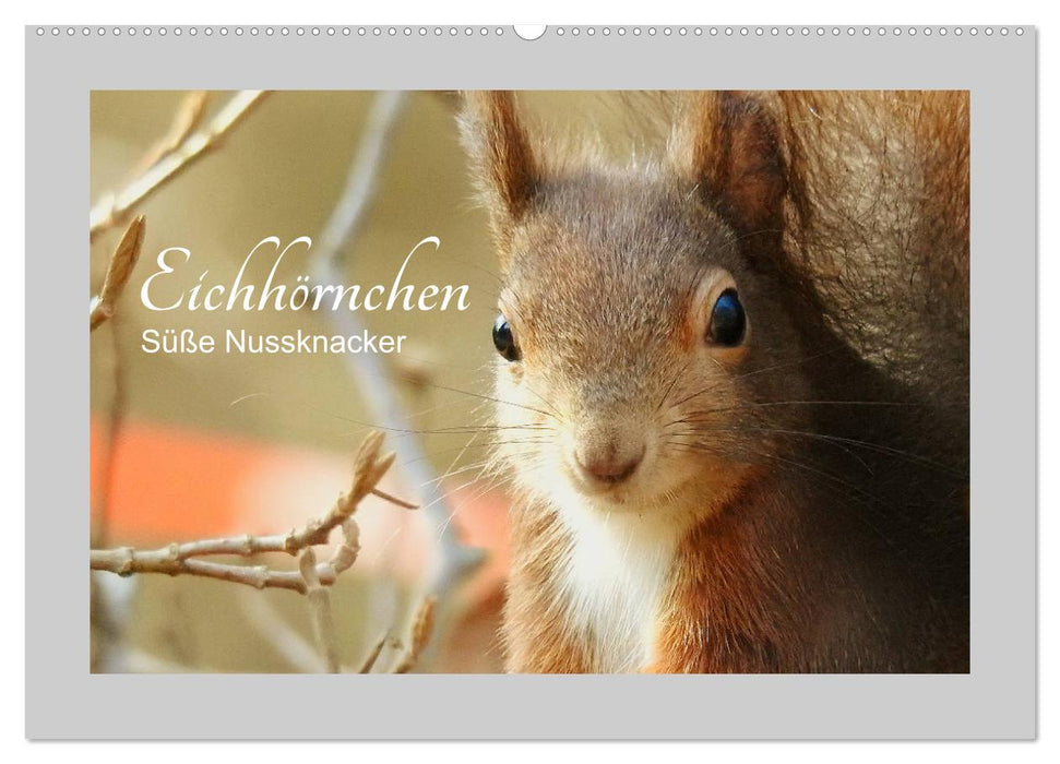 Eichhörnchen - Süße Nussknacker (CALVENDO Wandkalender 2025)