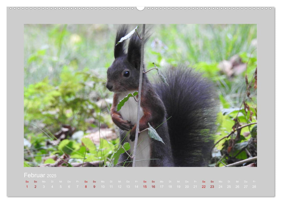 Eichhörnchen - Süße Nussknacker (CALVENDO Wandkalender 2025)