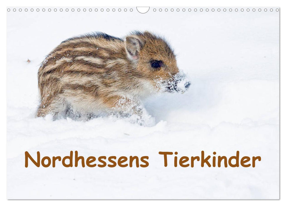 Nordhessens Tierkinder (CALVENDO Wandkalender 2025)