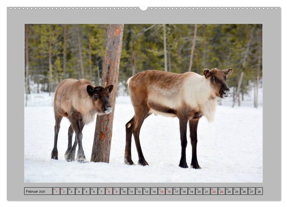 Rentiere im Hohen Norden (CALVENDO Premium Wandkalender 2025)