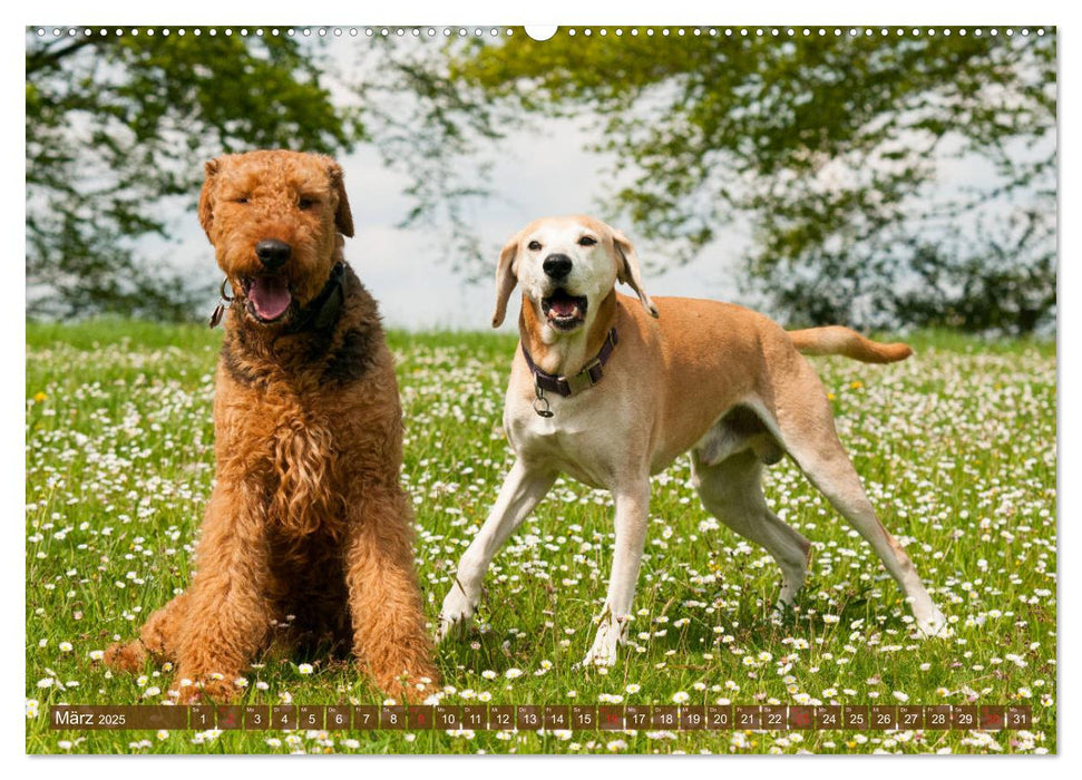 Beste Freunde - Spielende Hunde (CALVENDO Premium Wandkalender 2025)