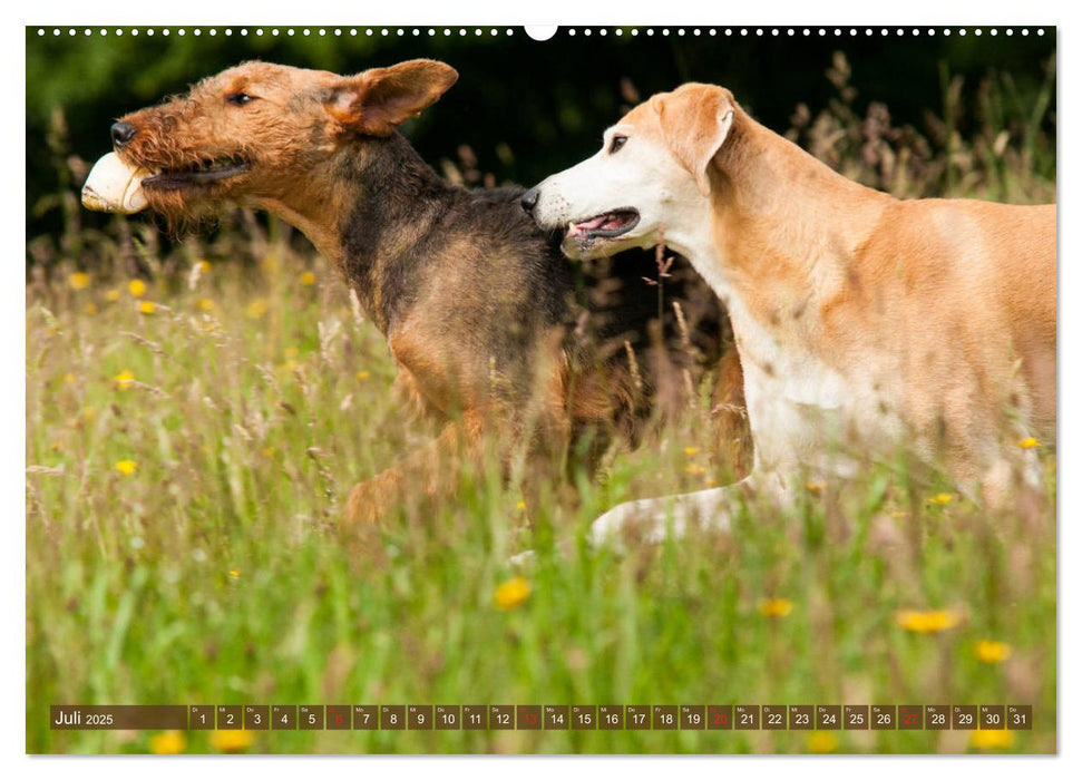 Beste Freunde - Spielende Hunde (CALVENDO Premium Wandkalender 2025)