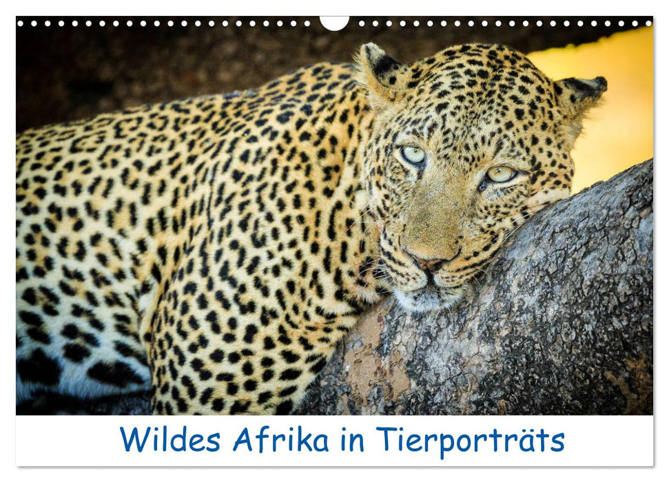 Wildes Afrika in Tierporträts (CALVENDO Wandkalender 2025)