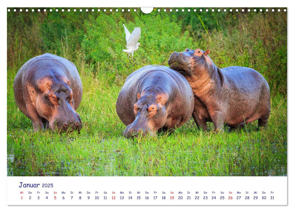 Wildes Afrika in Tierporträts (CALVENDO Wandkalender 2025)