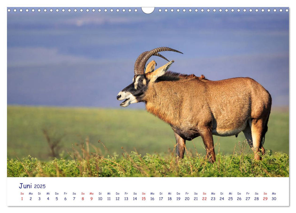 Wildes Afrika in Tierporträts (CALVENDO Wandkalender 2025)