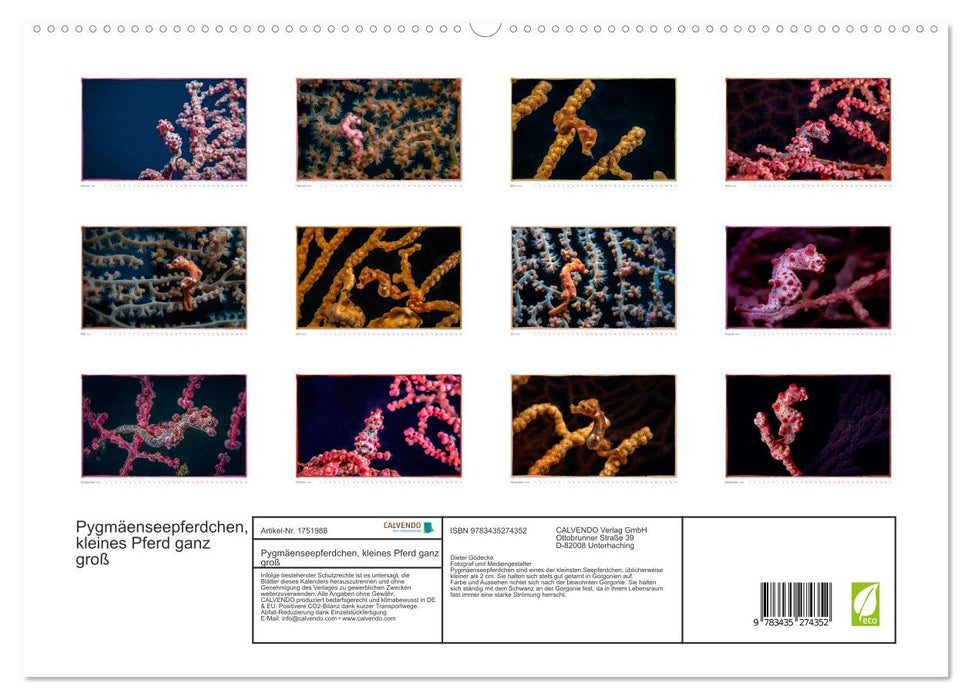 Pygmäenseepferdchen, kleines Pferd ganz groß (CALVENDO Premium Wandkalender 2025)