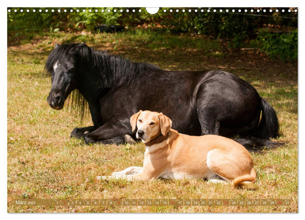 Pferd und Hund - Vierbeinige Freunde (CALVENDO Wandkalender 2025)