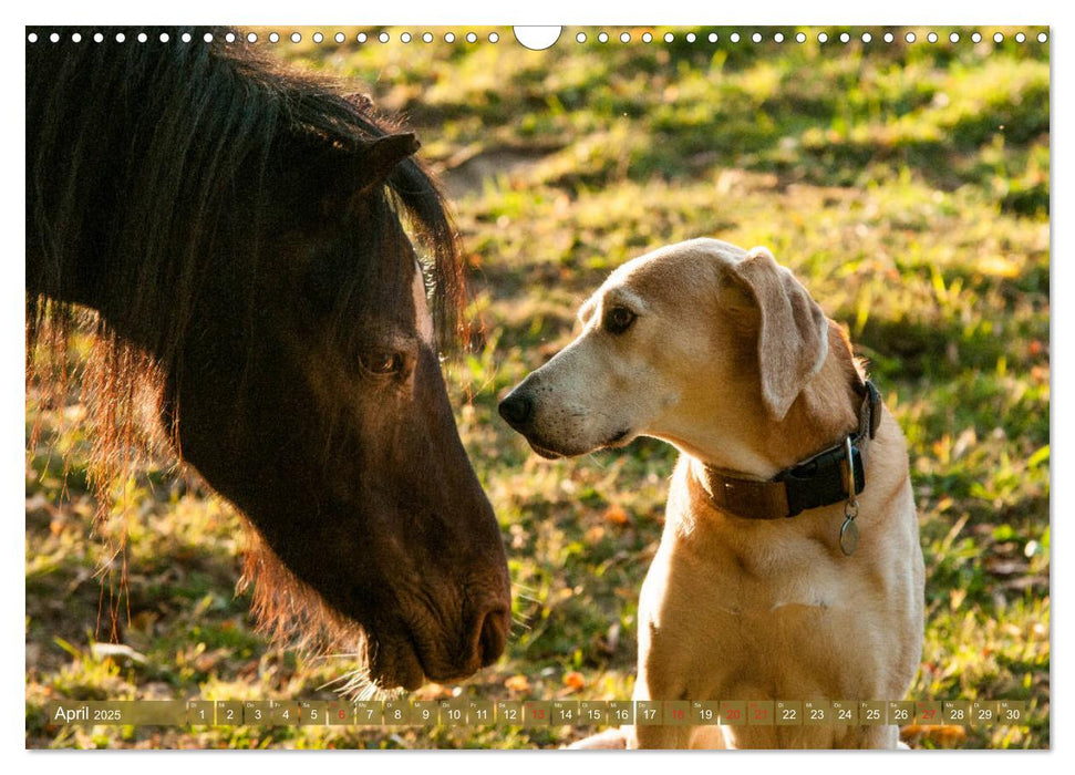 Pferd und Hund - Vierbeinige Freunde (CALVENDO Wandkalender 2025)