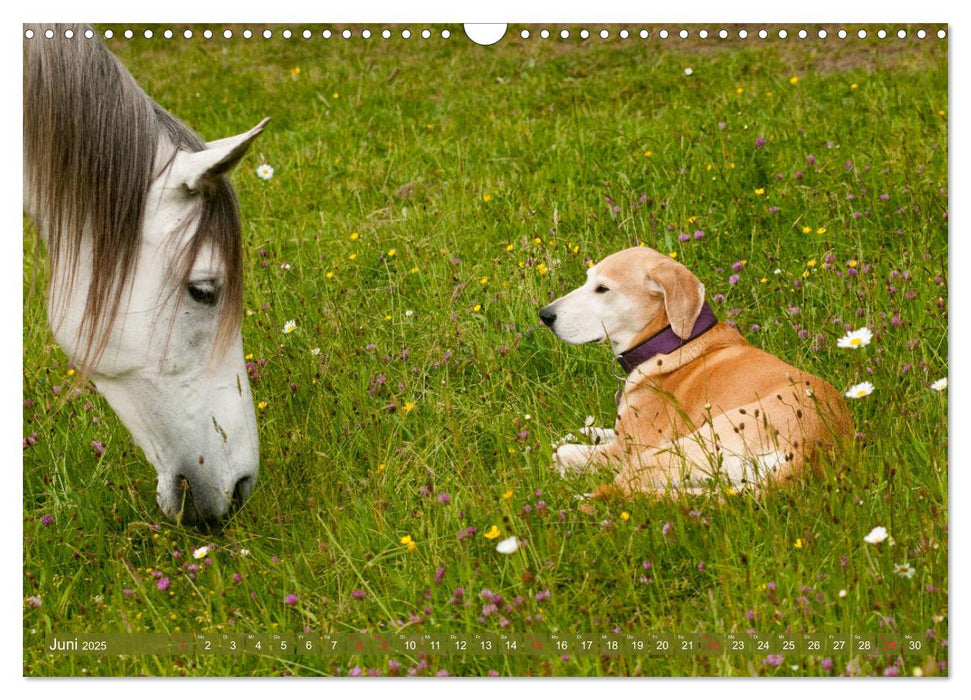 Pferd und Hund - Vierbeinige Freunde (CALVENDO Wandkalender 2025)