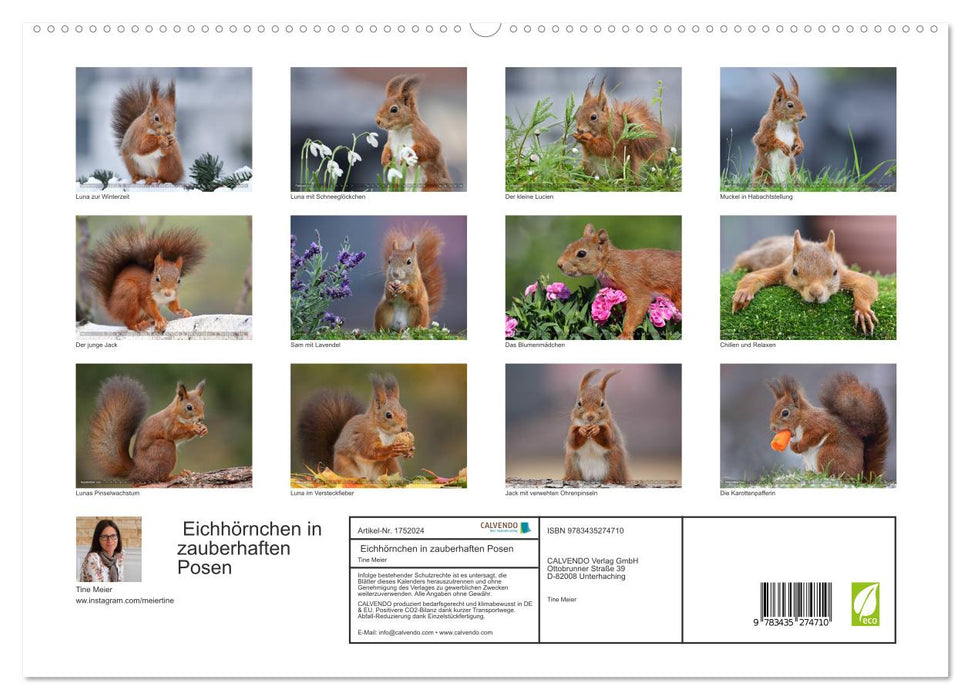 Eichhörnchen in zauberhaften Posen (CALVENDO Premium Wandkalender 2025)