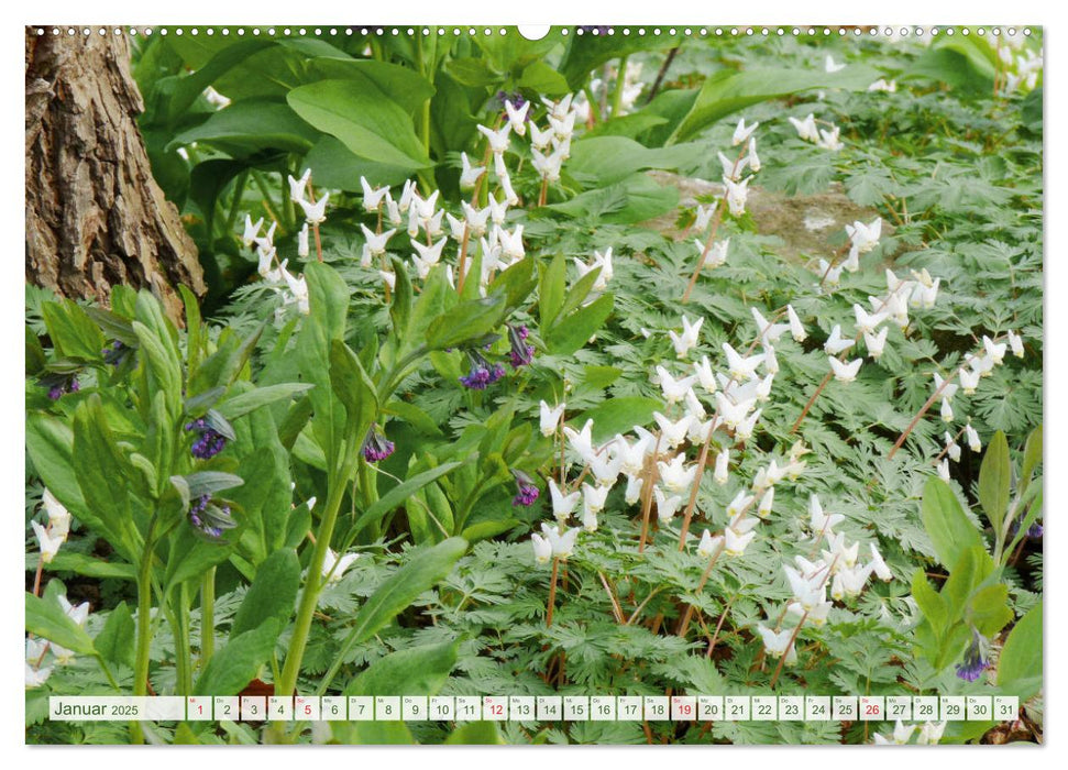 Wunderschöne Wildblumen (CALVENDO Premium Wandkalender 2025)