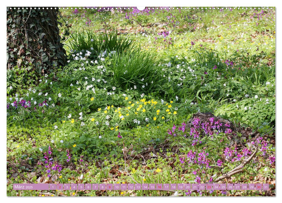 Wunderschöne Wildblumen (CALVENDO Premium Wandkalender 2025)