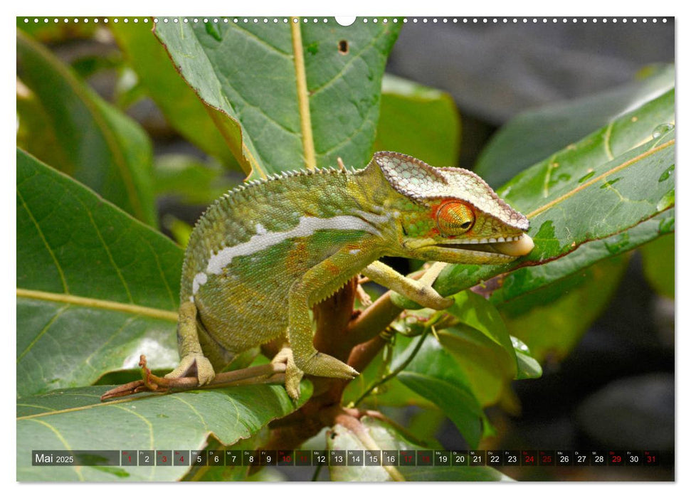 Reptilien auf Madagaskar (CALVENDO Premium Wandkalender 2025)