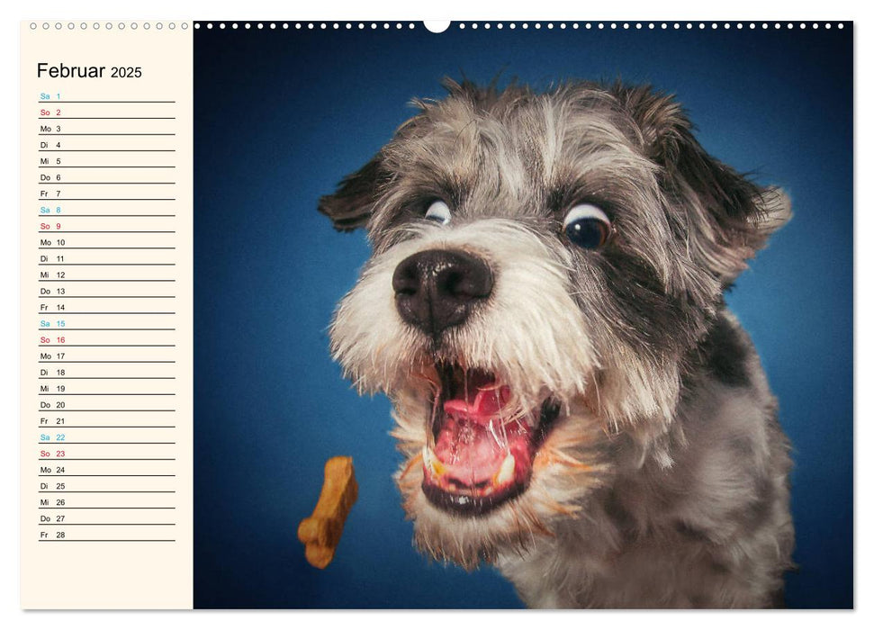 Fang das Leckerli! (CALVENDO Premium Wandkalender 2025)