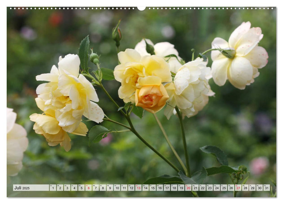 Verliebt in Rosen (CALVENDO Premium Wandkalender 2025)