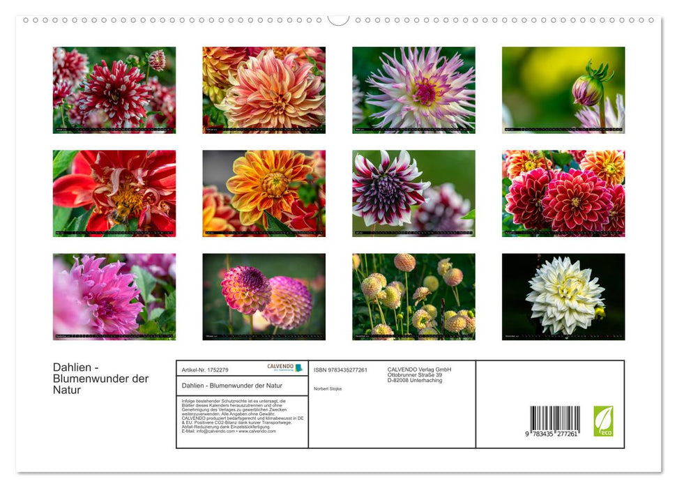 Dahlien - Blumenwunder der Natur (CALVENDO Premium Wandkalender 2025)