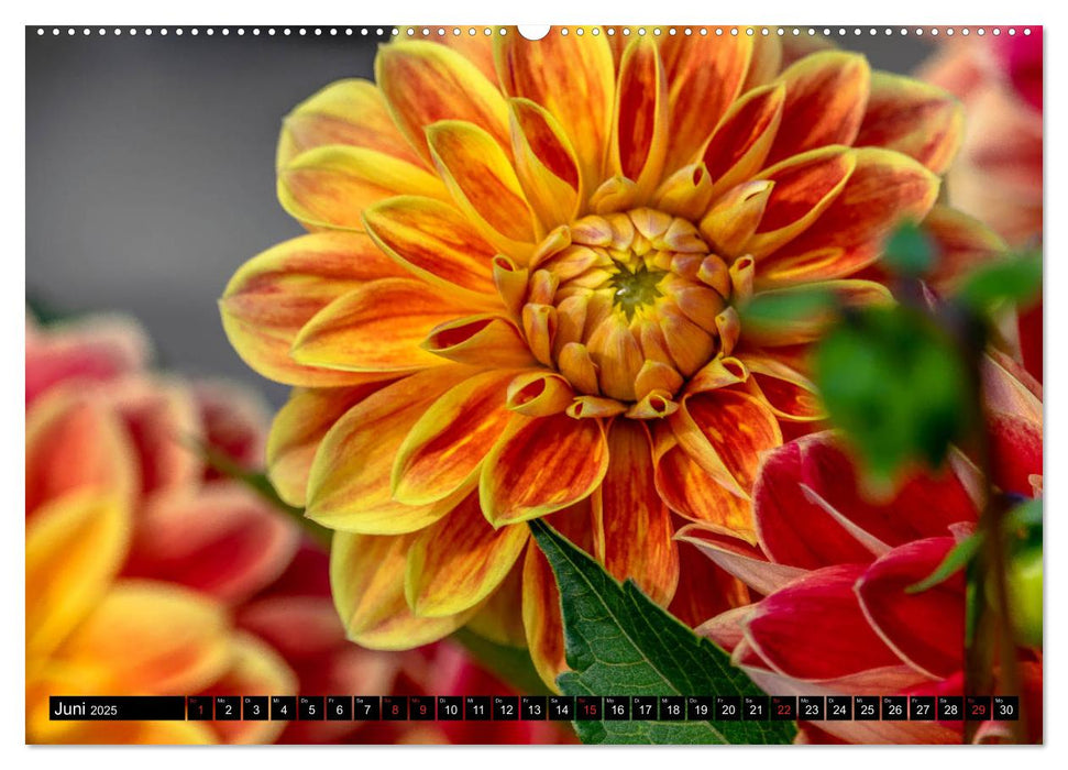 Dahlien - Blumenwunder der Natur (CALVENDO Premium Wandkalender 2025)