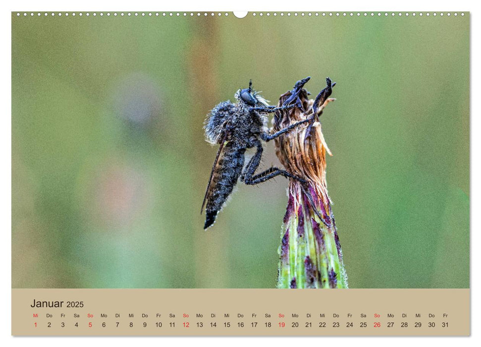 Faszination Makro - Die Welt der Insekten (CALVENDO Premium Wandkalender 2025)