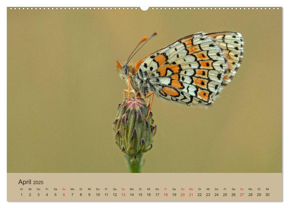 Faszination Makro - Die Welt der Insekten (CALVENDO Premium Wandkalender 2025)