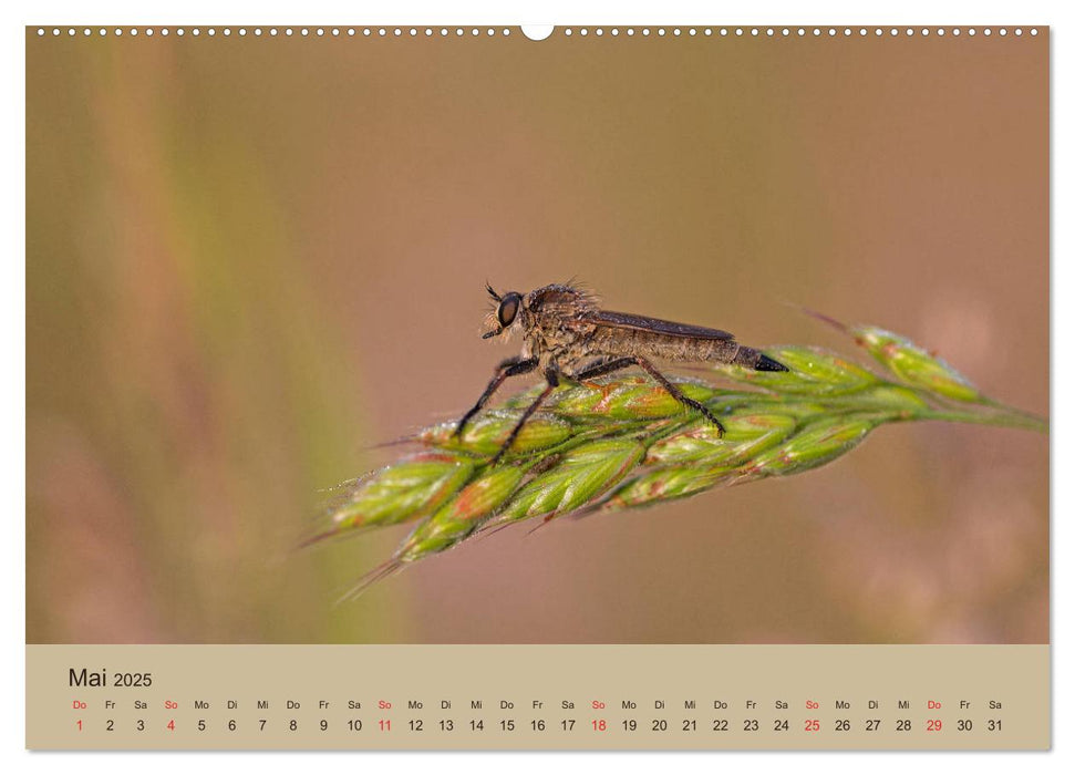 Faszination Makro - Die Welt der Insekten (CALVENDO Premium Wandkalender 2025)