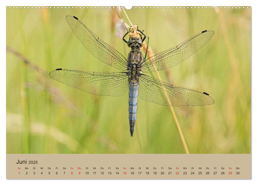 Faszination Makro - Die Welt der Insekten (CALVENDO Premium Wandkalender 2025)