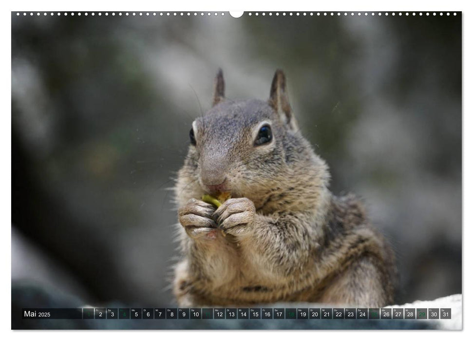 Yosemite Nationalpark (CALVENDO Premium Wandkalender 2025)