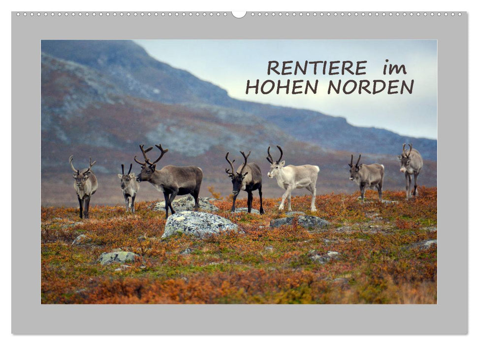 Rentiere im Hohen Norden (CALVENDO Wandkalender 2025)