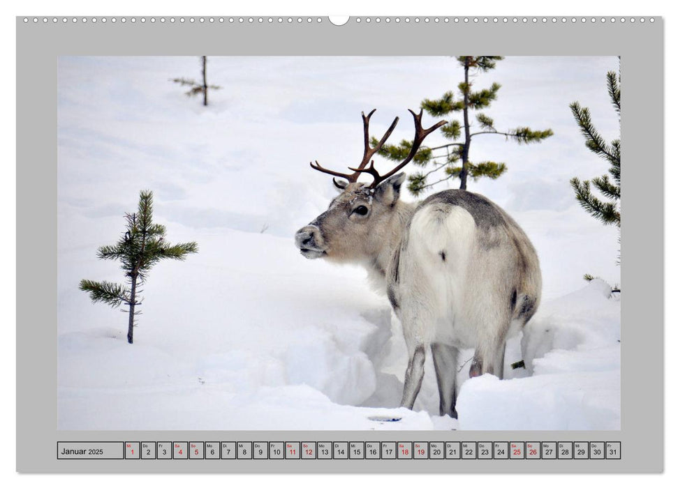 Rentiere im Hohen Norden (CALVENDO Wandkalender 2025)