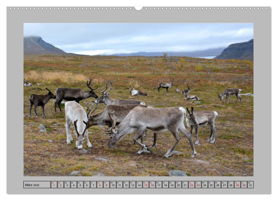 Rentiere im Hohen Norden (CALVENDO Wandkalender 2025)