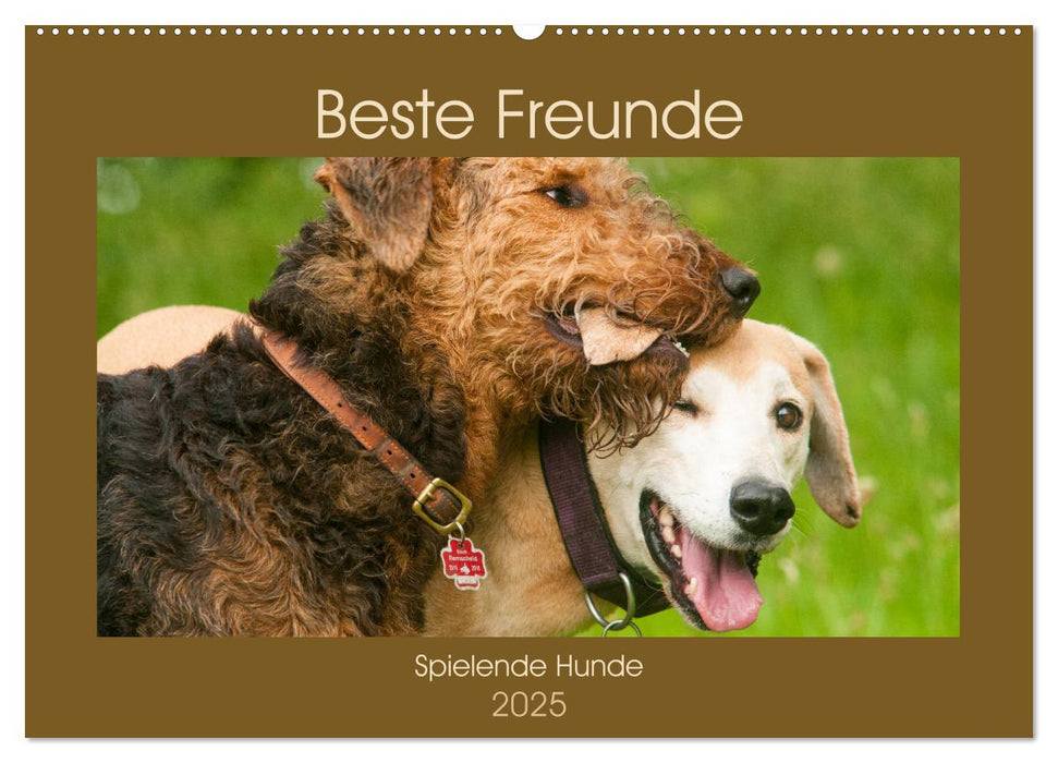 Beste Freunde - Spielende Hunde (CALVENDO Wandkalender 2025)