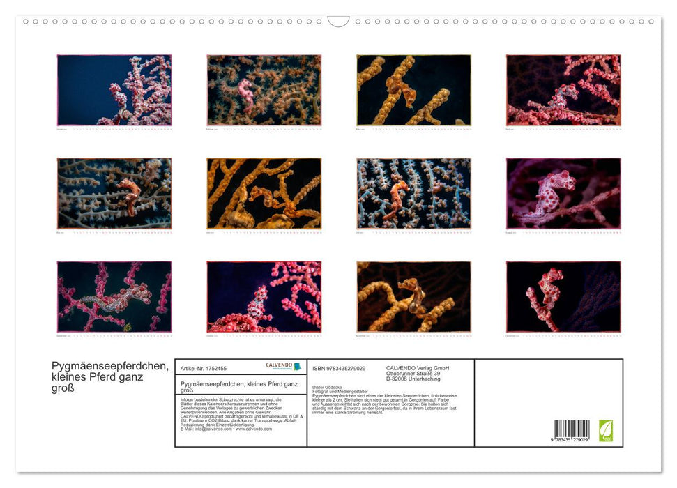 Pygmäenseepferdchen, kleines Pferd ganz groß (CALVENDO Wandkalender 2025)