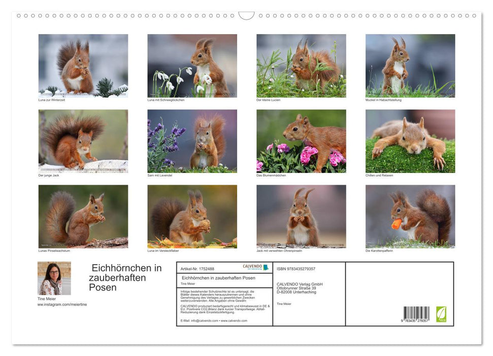 Eichhörnchen in zauberhaften Posen (CALVENDO Wandkalender 2025)