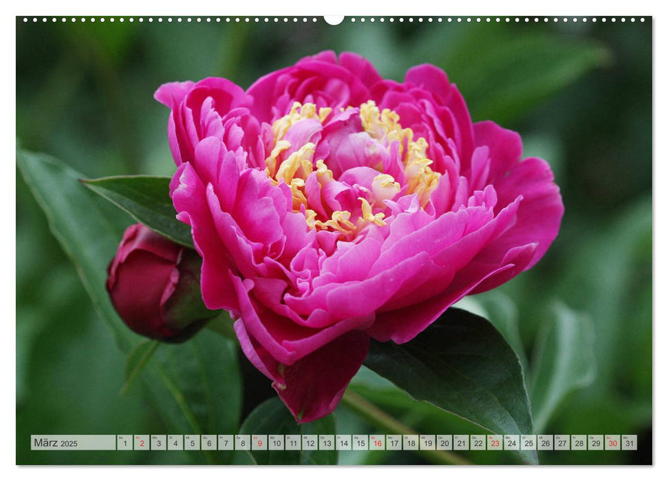 PFINGSTROSEN Rosen ohne Dornen (CALVENDO Premium Wandkalender 2025)