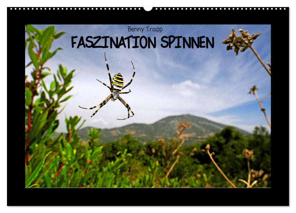 Faszination Spinnen (CALVENDO Wandkalender 2025)