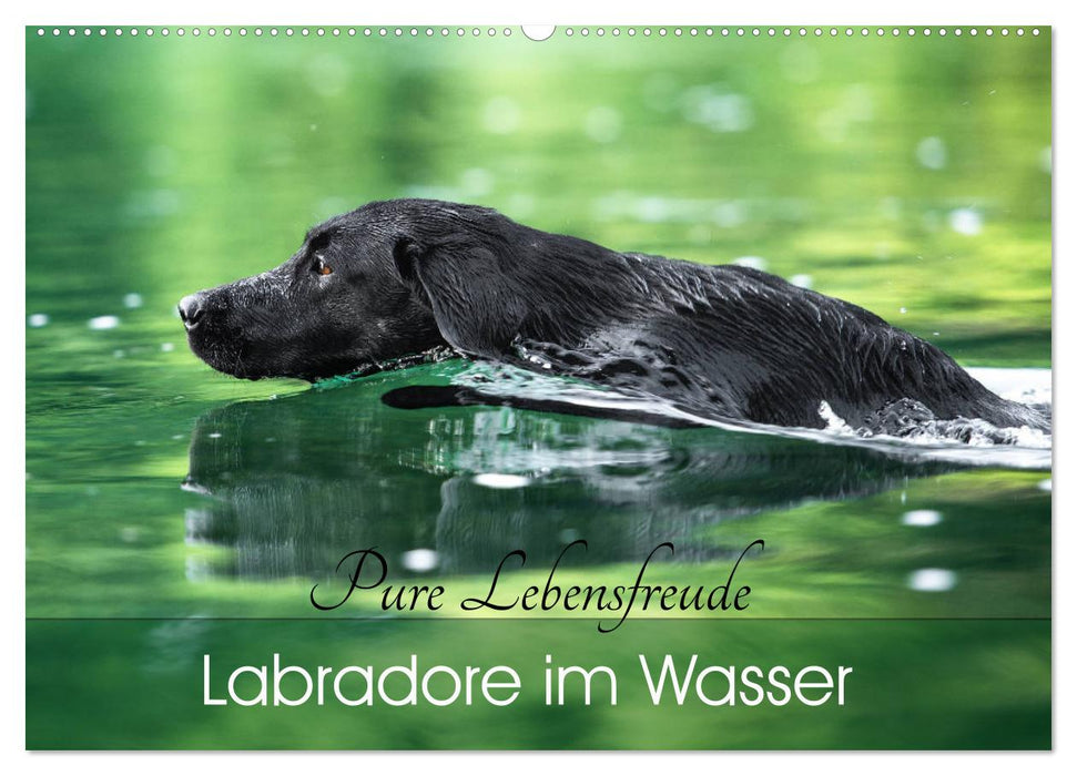 Labradore im Wasser (CALVENDO Wandkalender 2025)