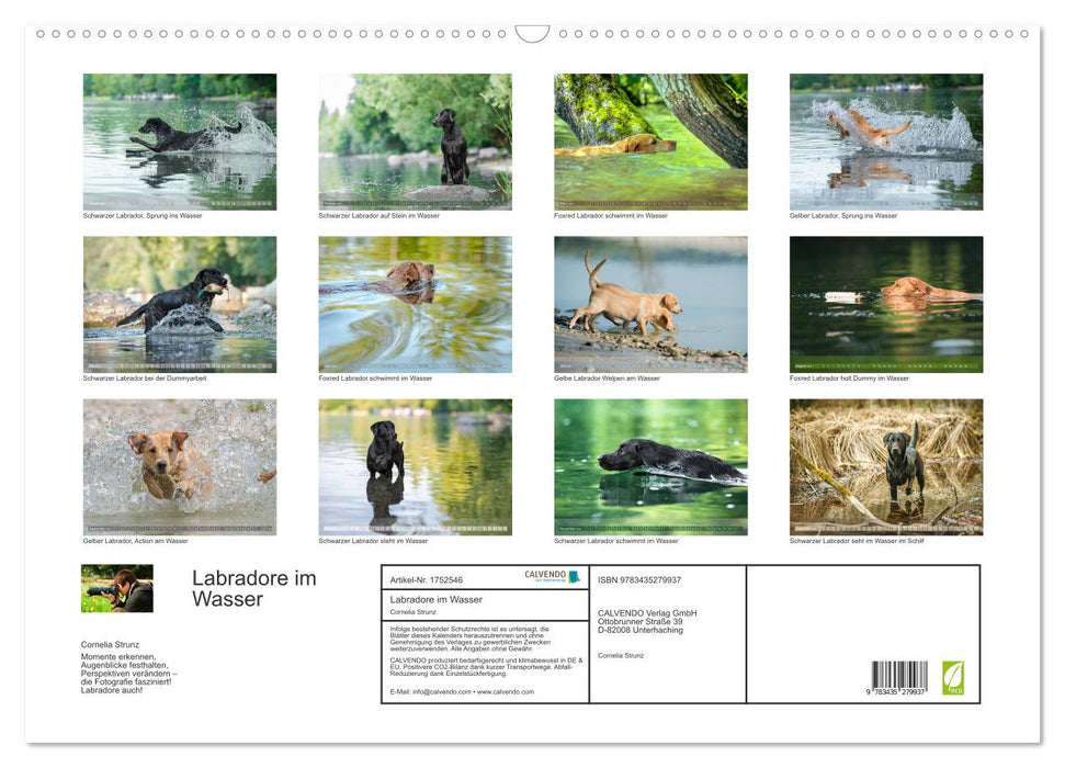 Labradore im Wasser (CALVENDO Wandkalender 2025)