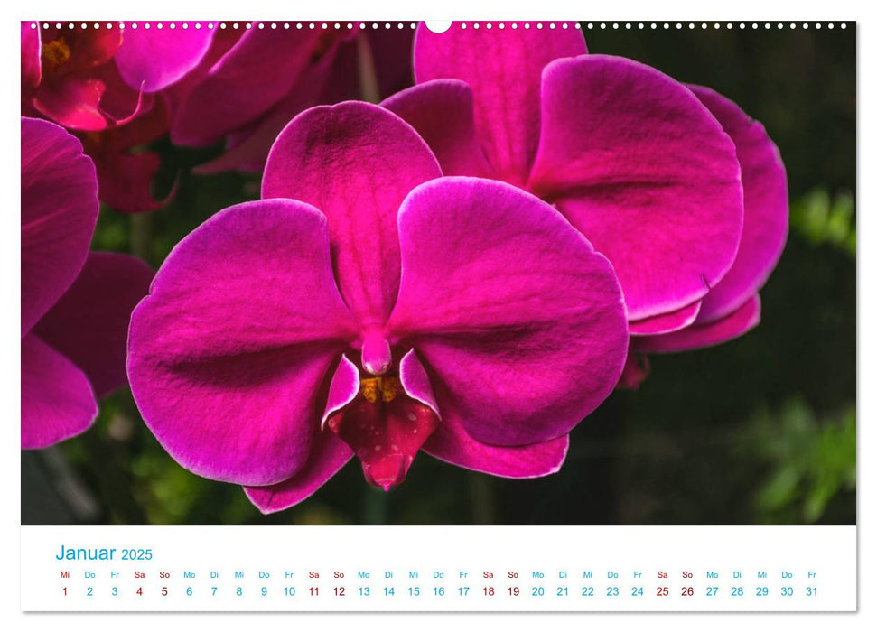 Die Königin der Blumenwelt, die Orchidee (CALVENDO Premium Wandkalender 2025)