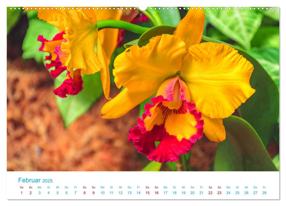 Die Königin der Blumenwelt, die Orchidee (CALVENDO Premium Wandkalender 2025)