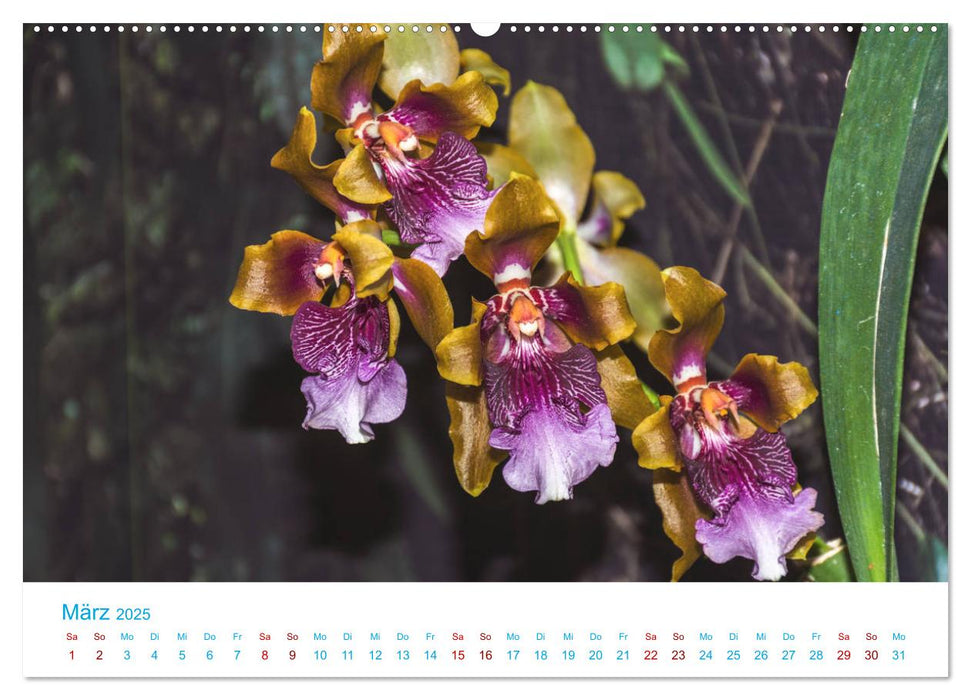 Die Königin der Blumenwelt, die Orchidee (CALVENDO Premium Wandkalender 2025)