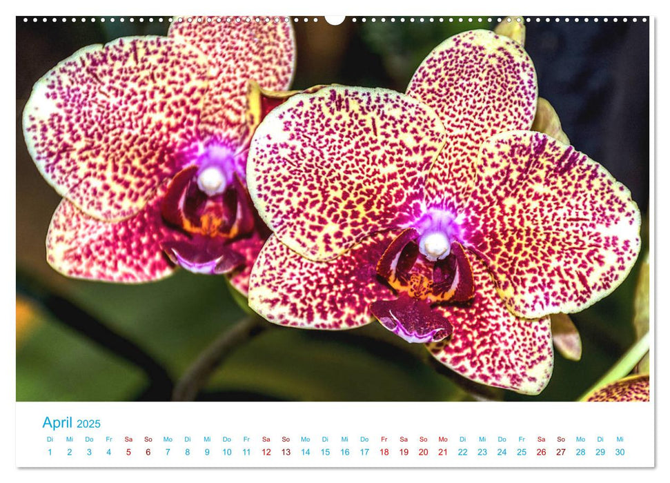 Die Königin der Blumenwelt, die Orchidee (CALVENDO Premium Wandkalender 2025)