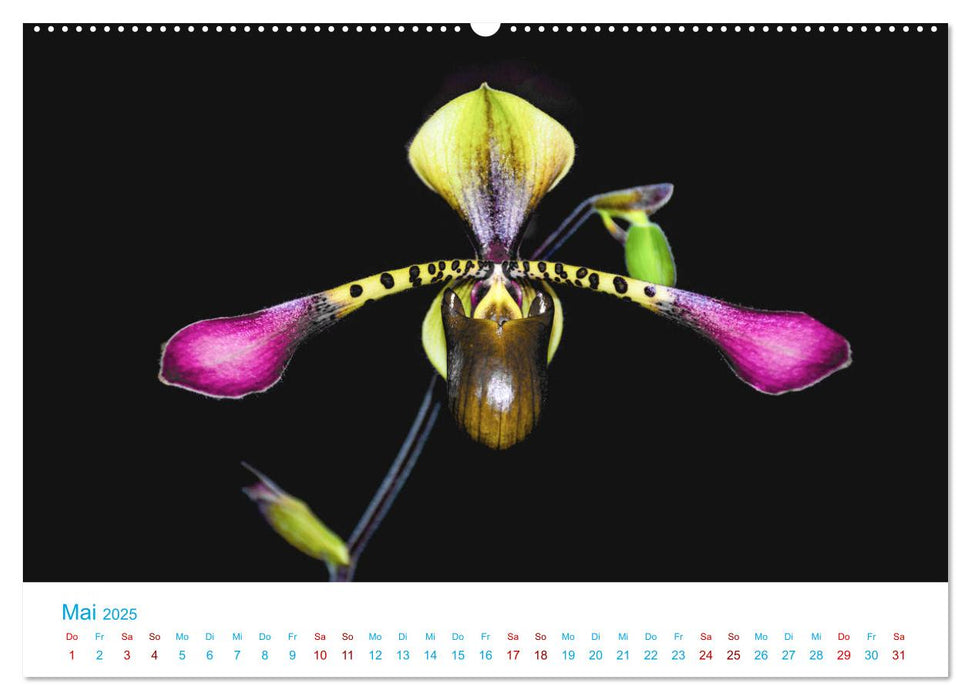 Die Königin der Blumenwelt, die Orchidee (CALVENDO Premium Wandkalender 2025)