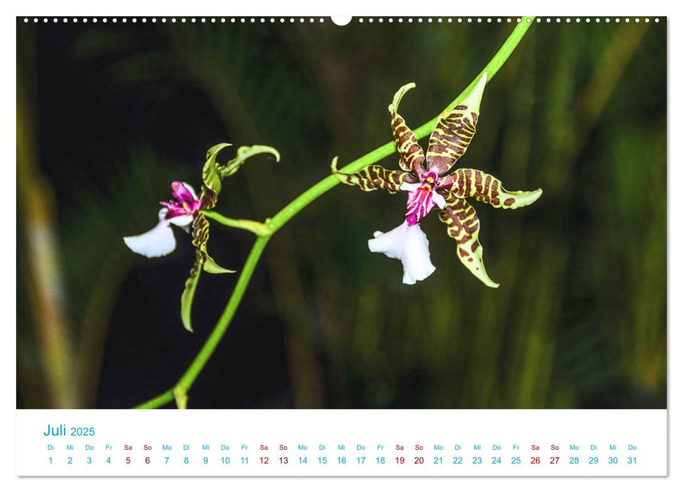 Die Königin der Blumenwelt, die Orchidee (CALVENDO Premium Wandkalender 2025)