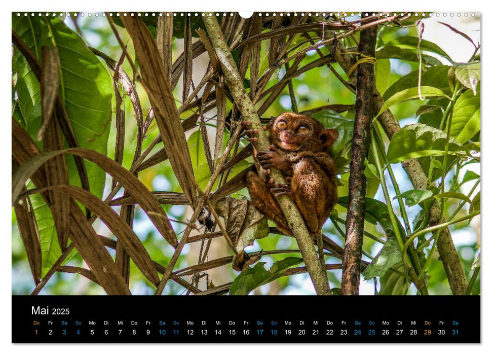 Philippinen Foto Wandkalender 2025 (CALVENDO Wandkalender 2025)