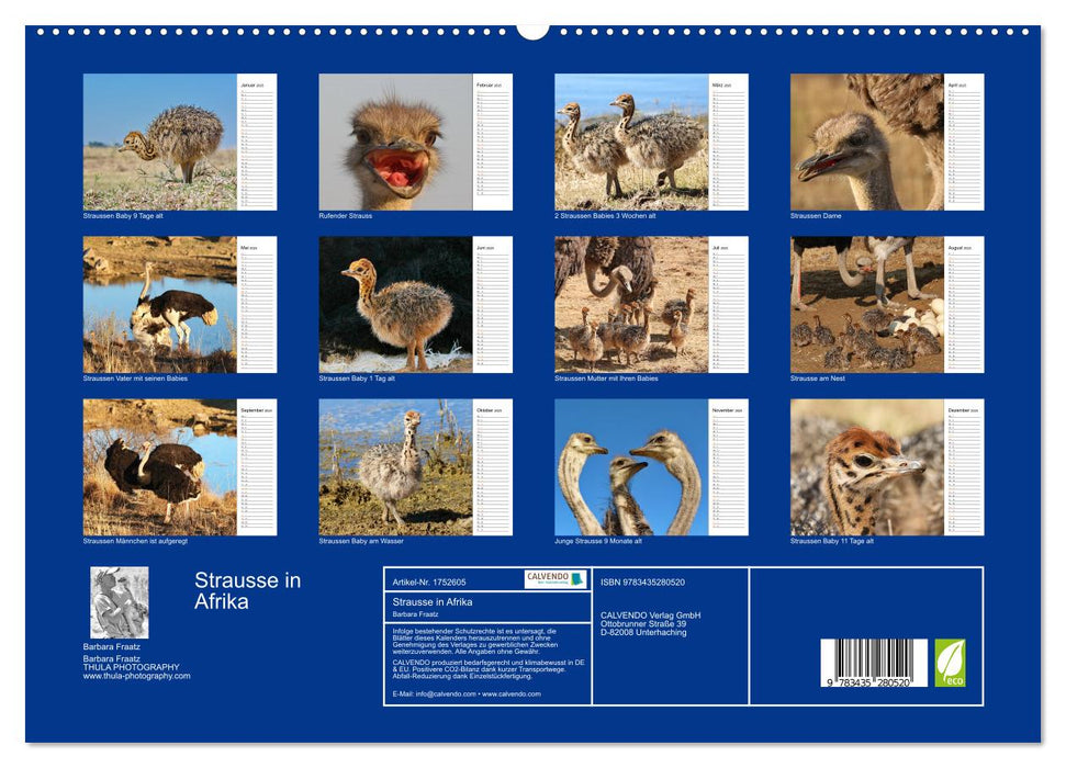 Strausse in Afrika (CALVENDO Premium Wandkalender 2025)