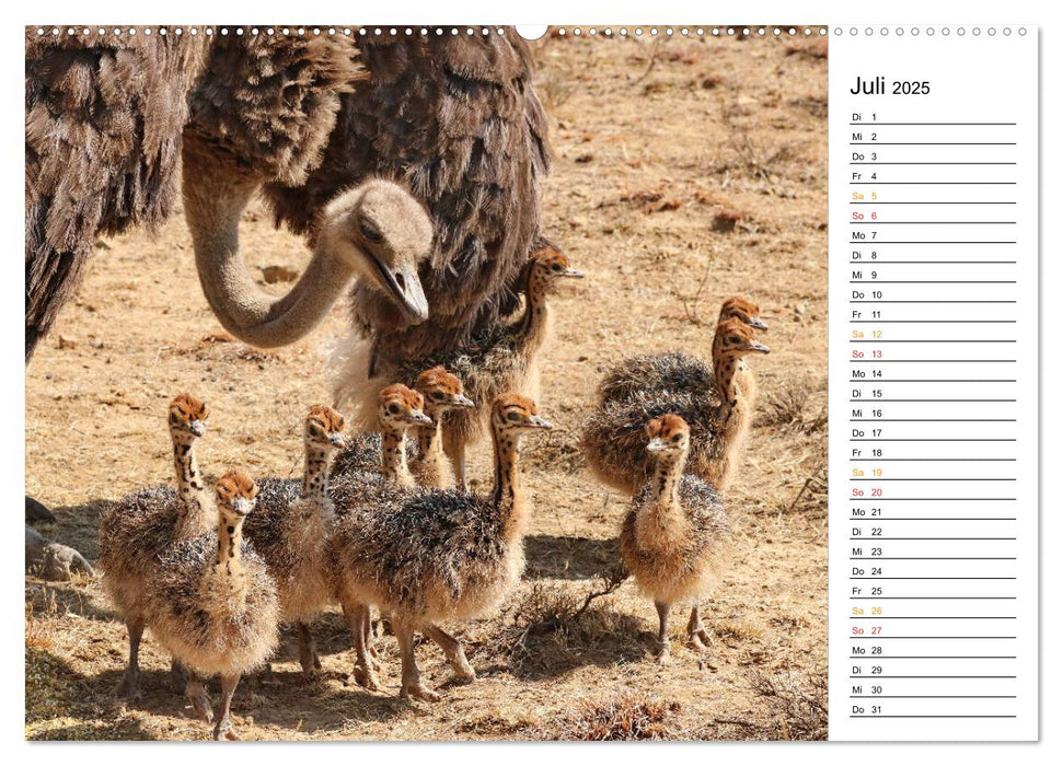 Strausse in Afrika (CALVENDO Premium Wandkalender 2025)