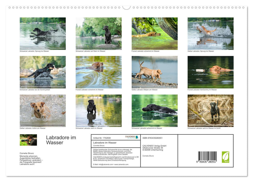 Labradore im Wasser (CALVENDO Premium Wandkalender 2025)