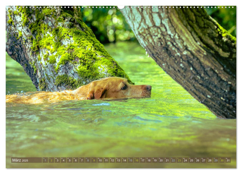 Labradore im Wasser (CALVENDO Premium Wandkalender 2025)