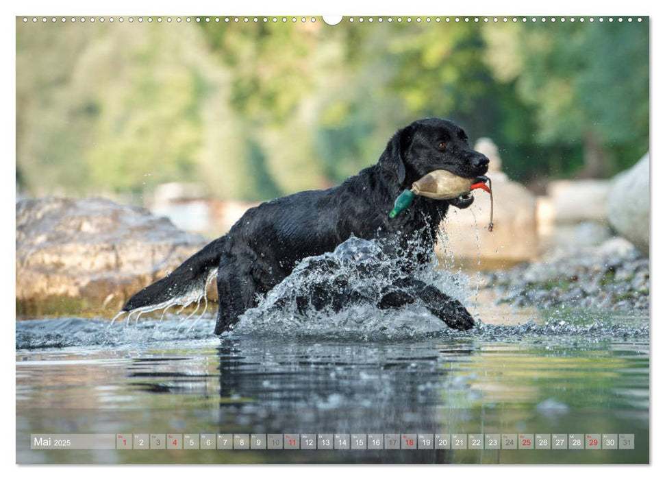 Labradore im Wasser (CALVENDO Premium Wandkalender 2025)