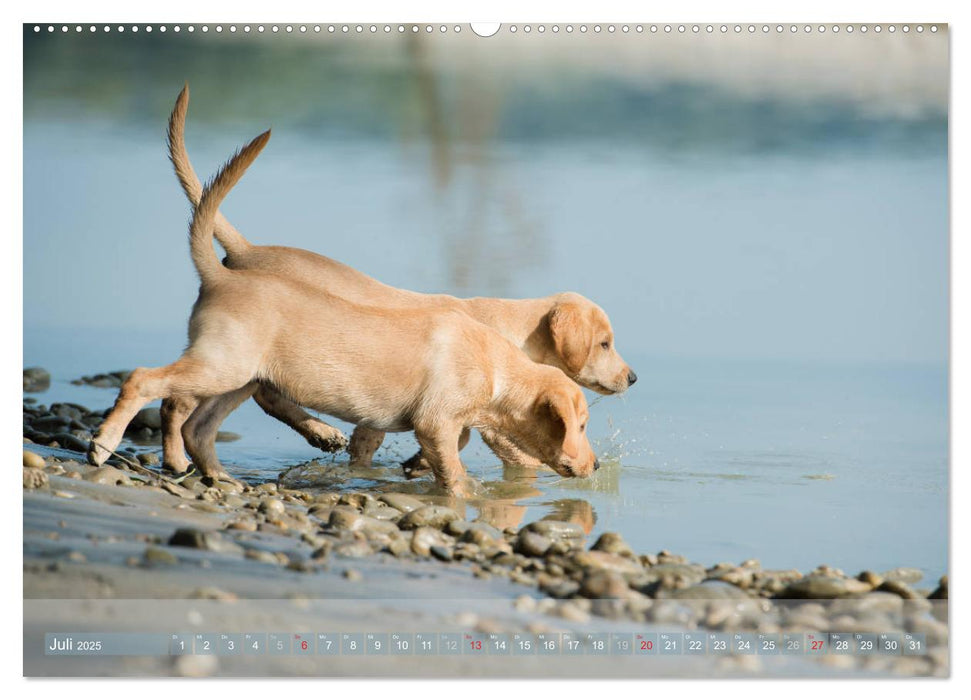 Labradore im Wasser (CALVENDO Premium Wandkalender 2025)